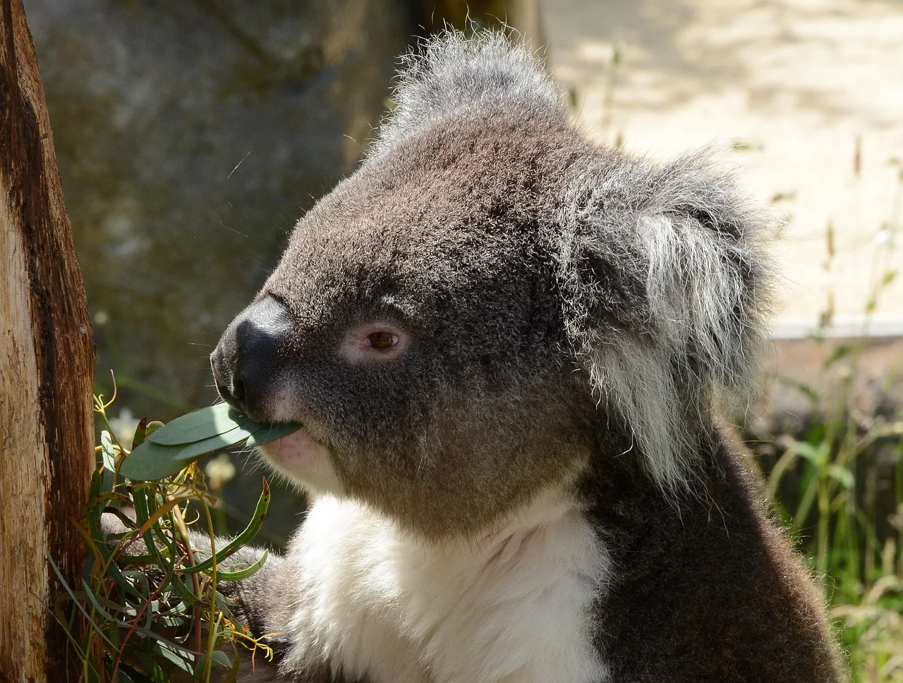 Koala ağaçta yaprak yiyen doğa fotoğrafı