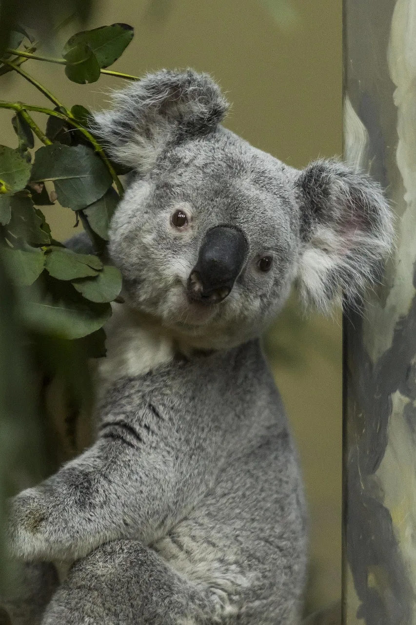 Koala ağaçta yaprak yiyor - Avustralya'da vahşi yaşam fotoğrafı