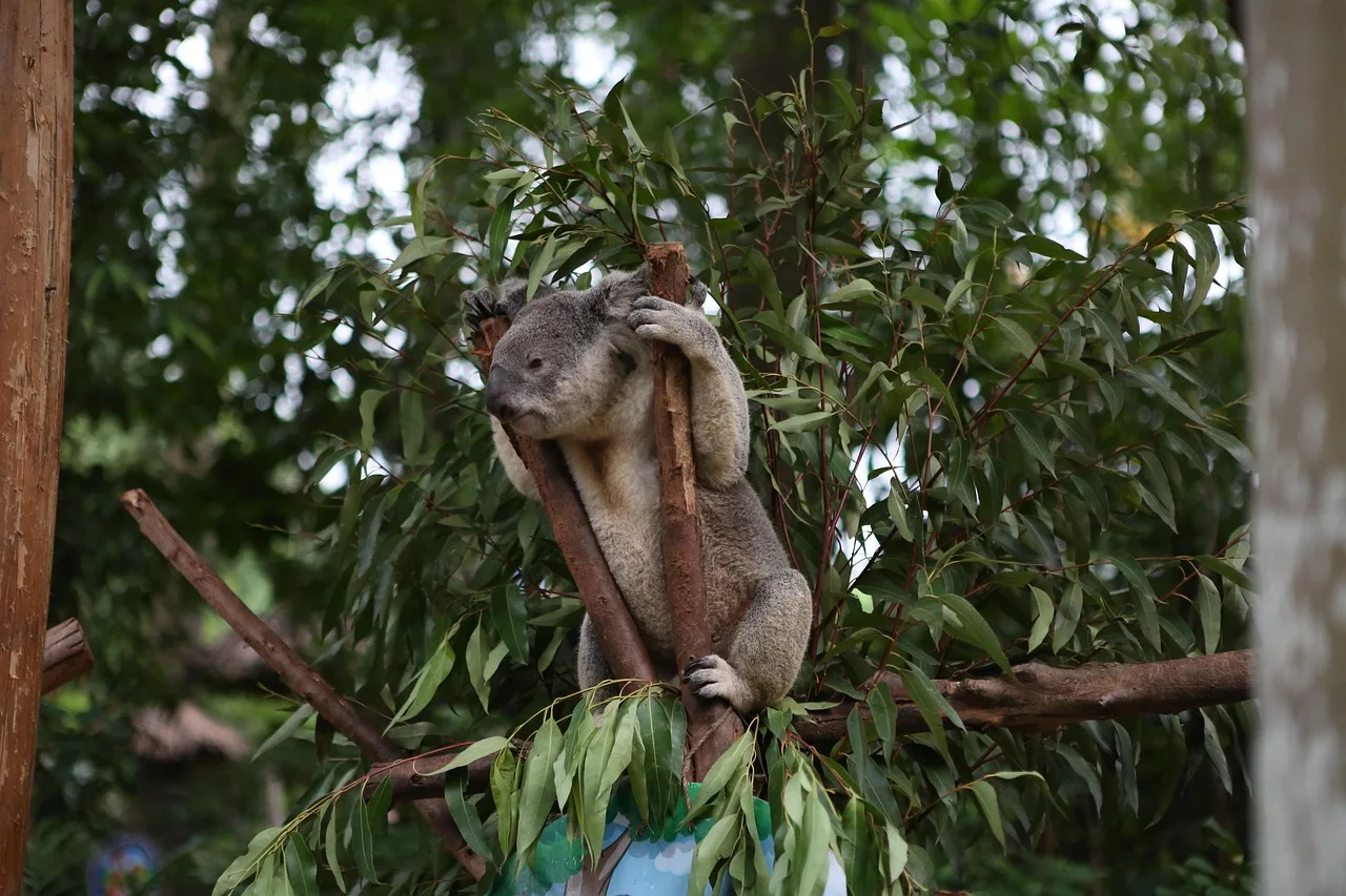 Koala ayısı doğa içinde - eukalyptüs ormanında