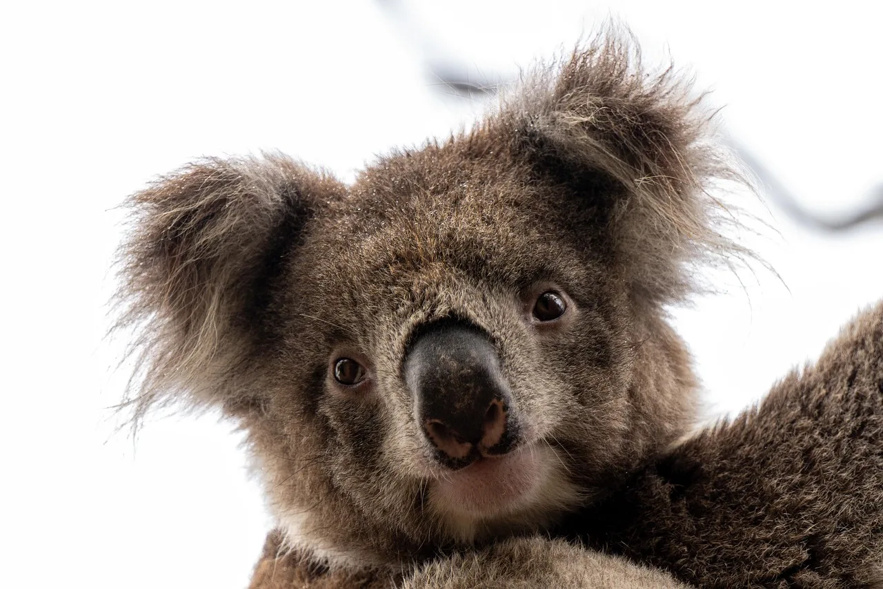 Koala ayısı doğada keşif - Avustralya vahşi yaşamı