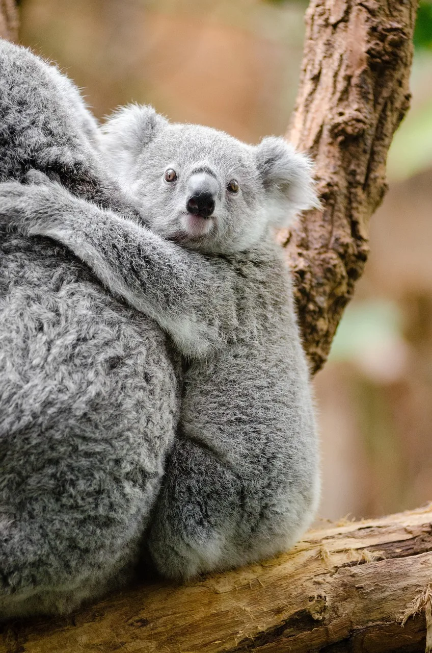 Koala dalda oturan sevimli tüylü hayvan