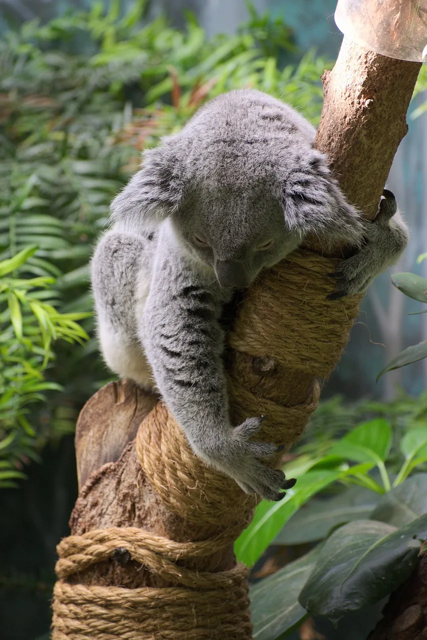 Koala hayvanı doğal ortamında ağaç üzerinde