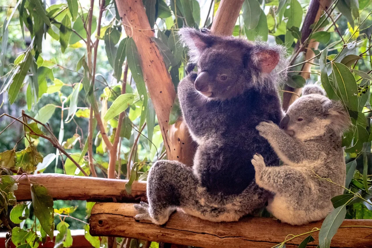Koala portresi - sevimli Avustralya keseli hayvanı