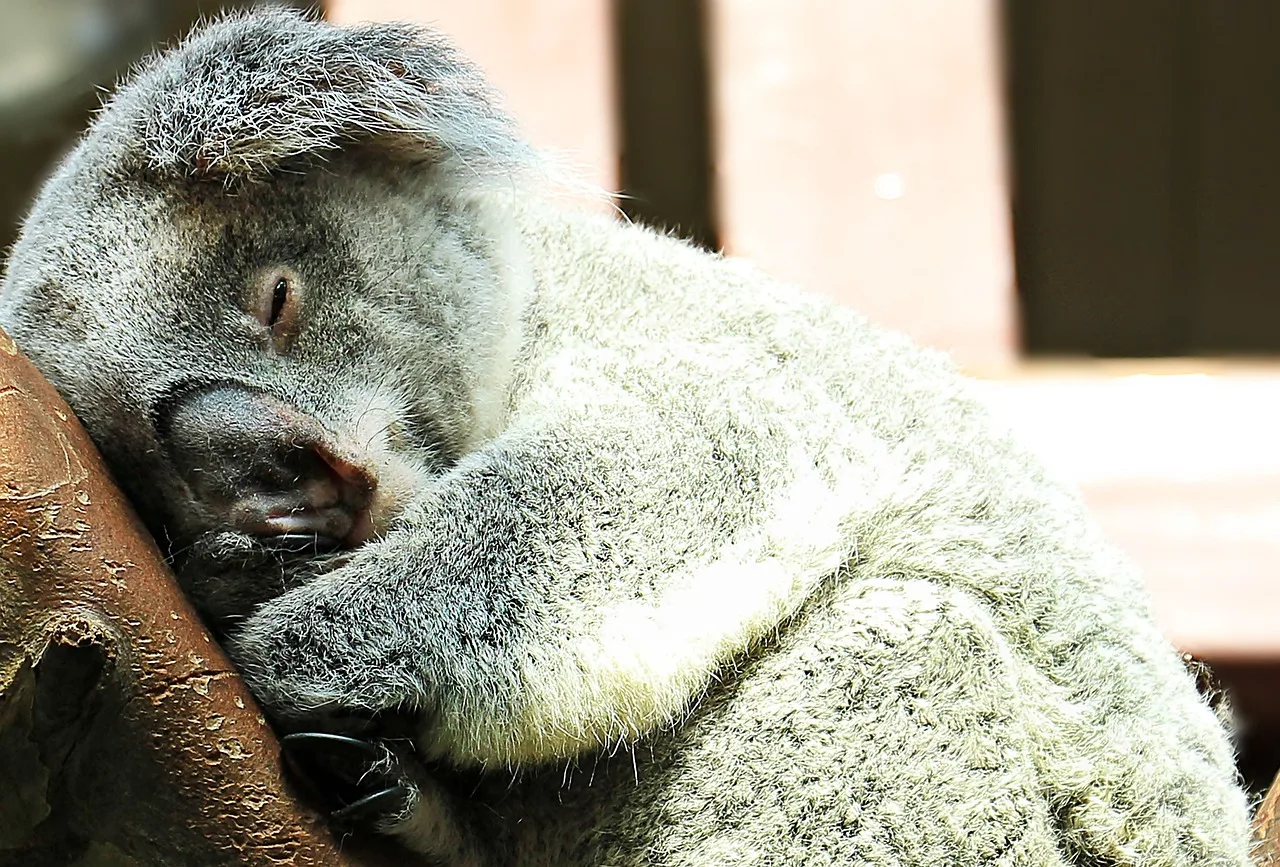 Koala uyku anı - ağaçta rahatlama