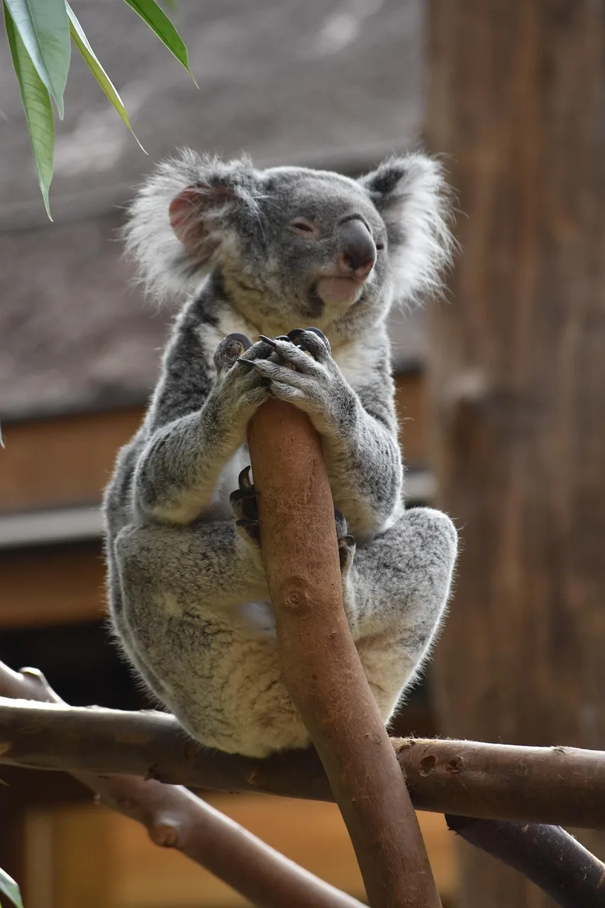 Koala uyurken ağaçta gri sevimli an