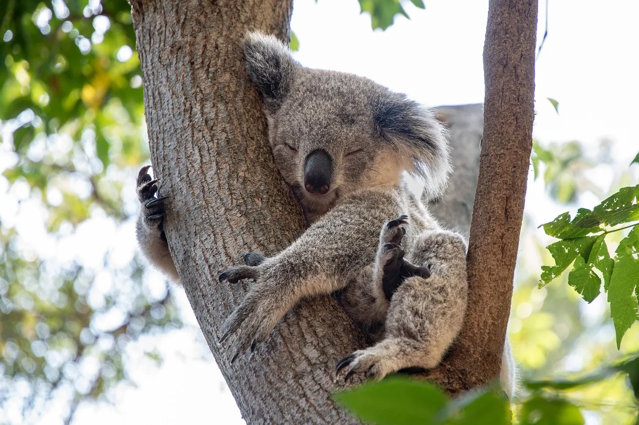 Koala uyuyan ağaç dalı - Avustralya ormanı