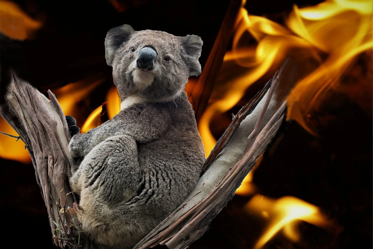 Koala yangın gölgesinde orman karesi - nadir marsupial