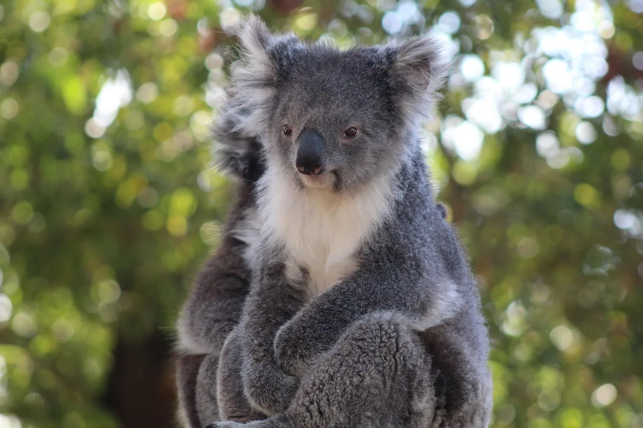 Koala yavrusu ağaçta dinleniyor - Avustralya doğası