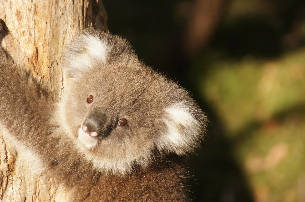 Koala yavrusu doğal rezervde dinleniyor