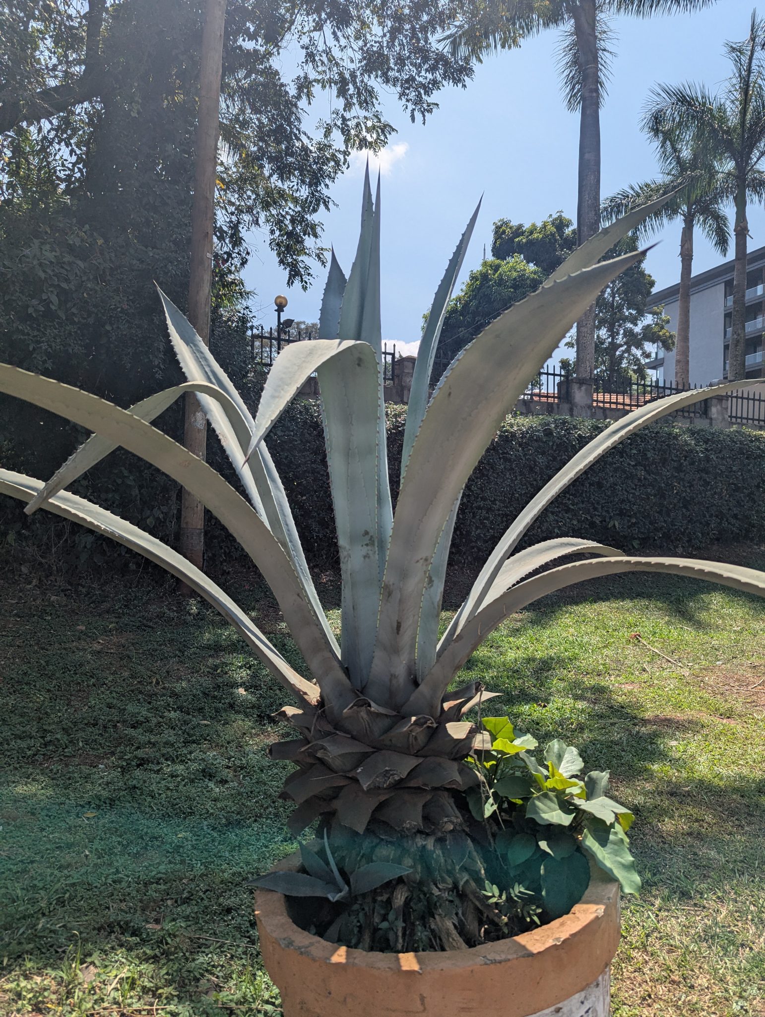 Kocaman Yapraklarıyla Saksıda Duran Agave Bitkisi ve Bahçe Ortamı