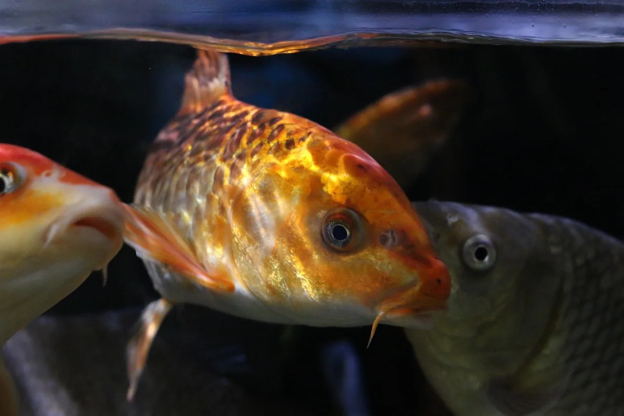 Koi balığı akvaryum fotoğrafı - egzotik su altı