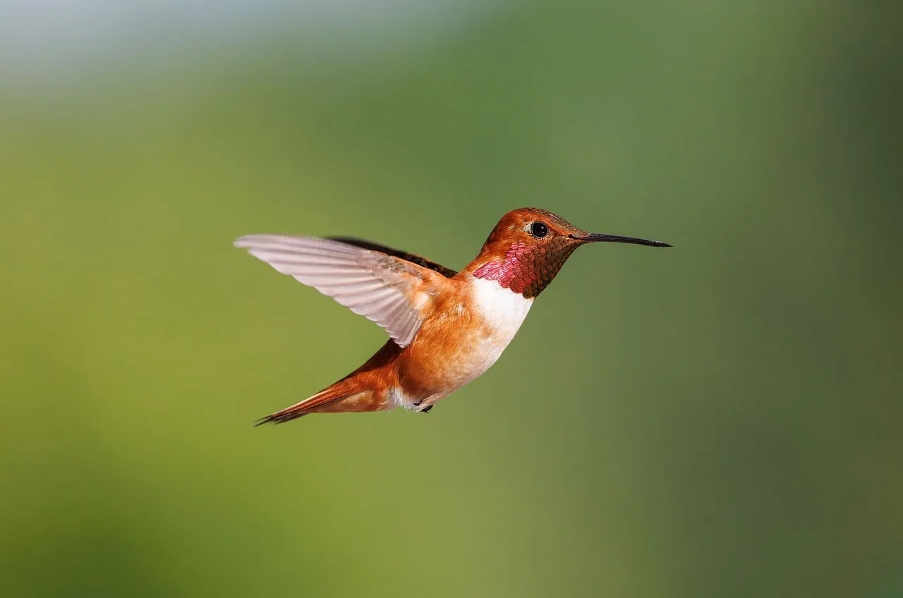 Kolibri kanatlarıyla çiçek besleyen bahar fotoğrafı