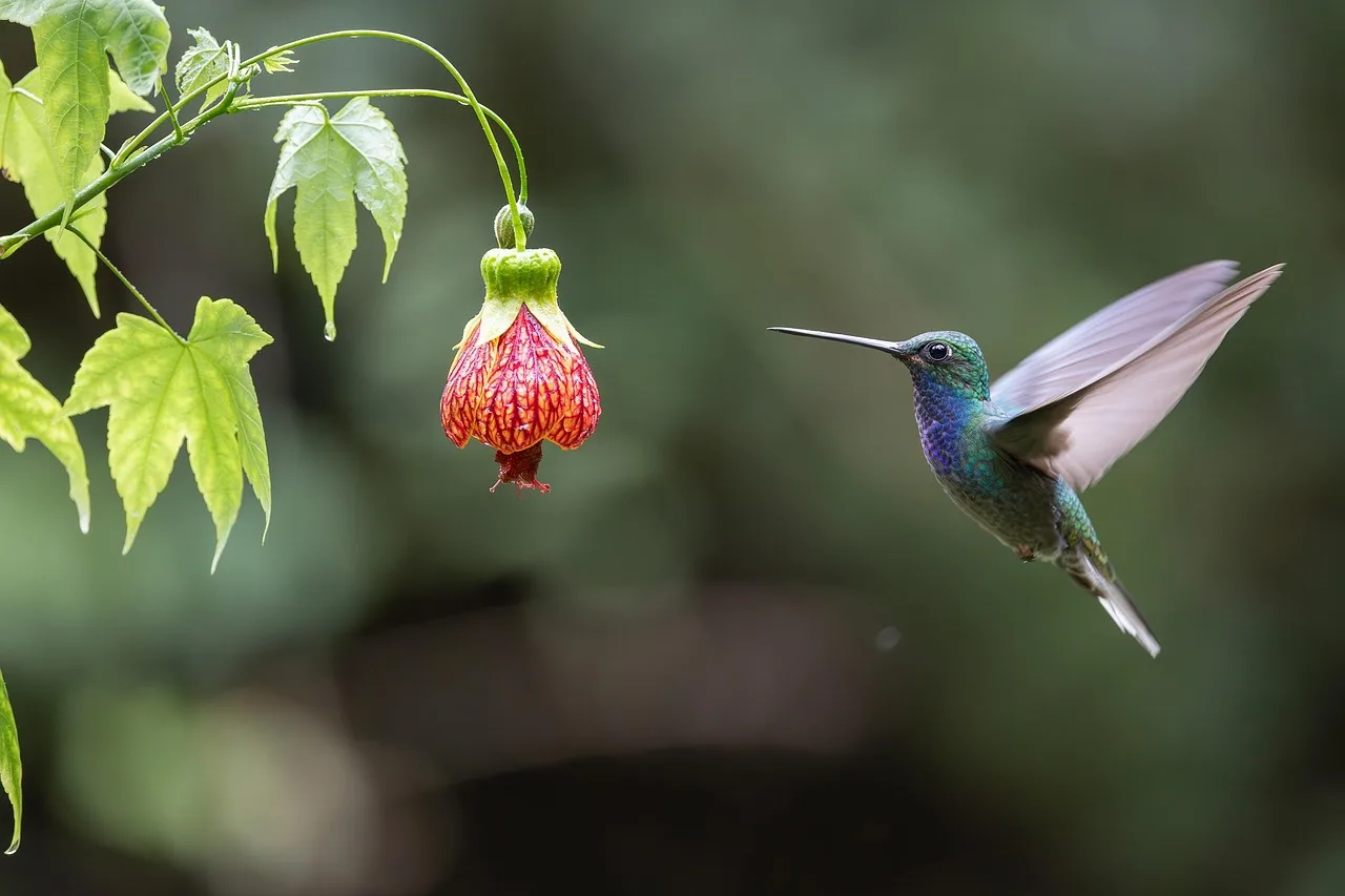 Kolibri kanatlarıyla uçar - renkli doğa fotoğrafı