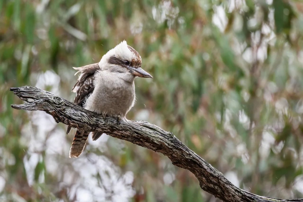 Kookaburra gülen kuş ağaçta duruyor