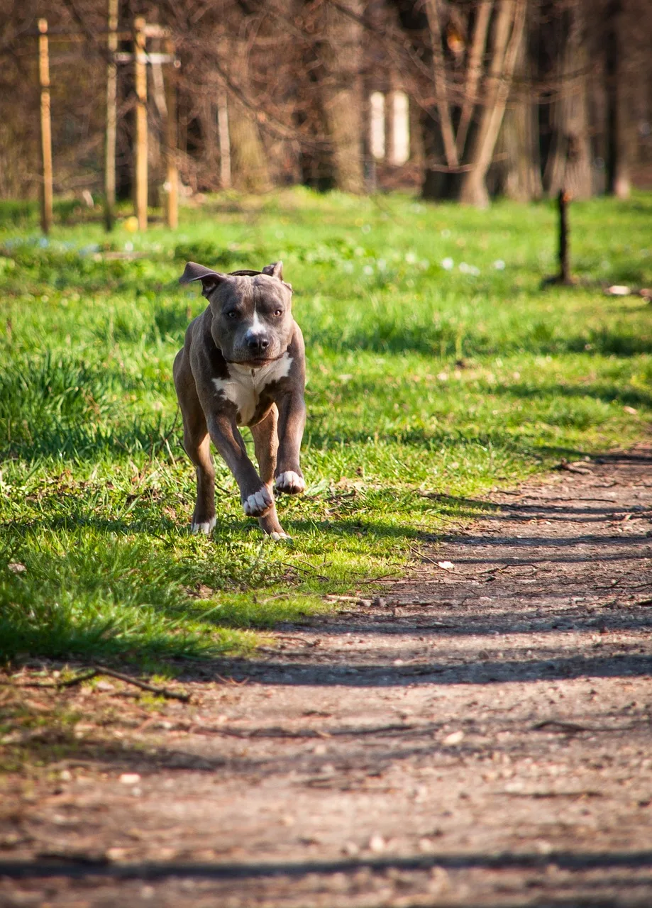 Köpek ağaç altında koşarken - doğal hayvan fotoğrafı
