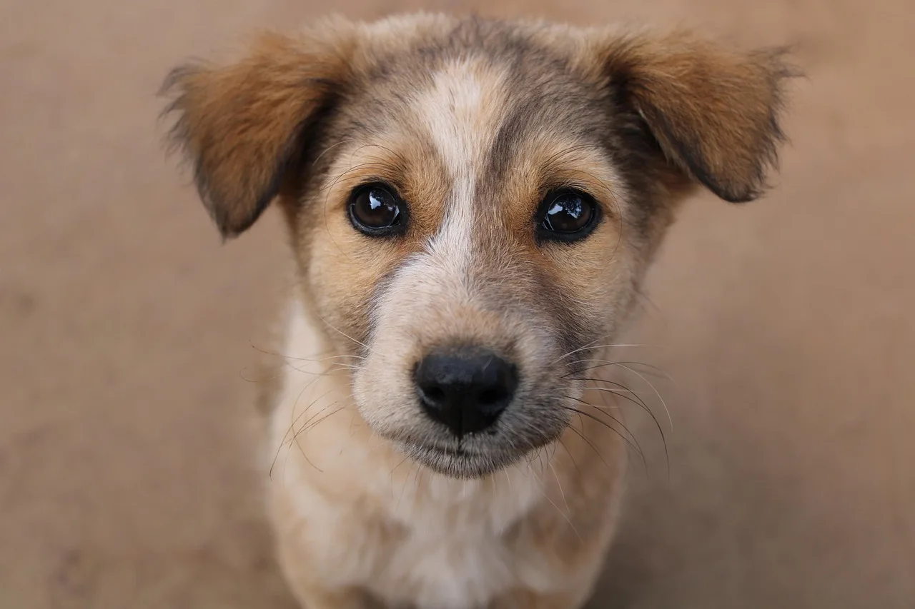 Köpek dostu yakın çekim makro fotoğrafı