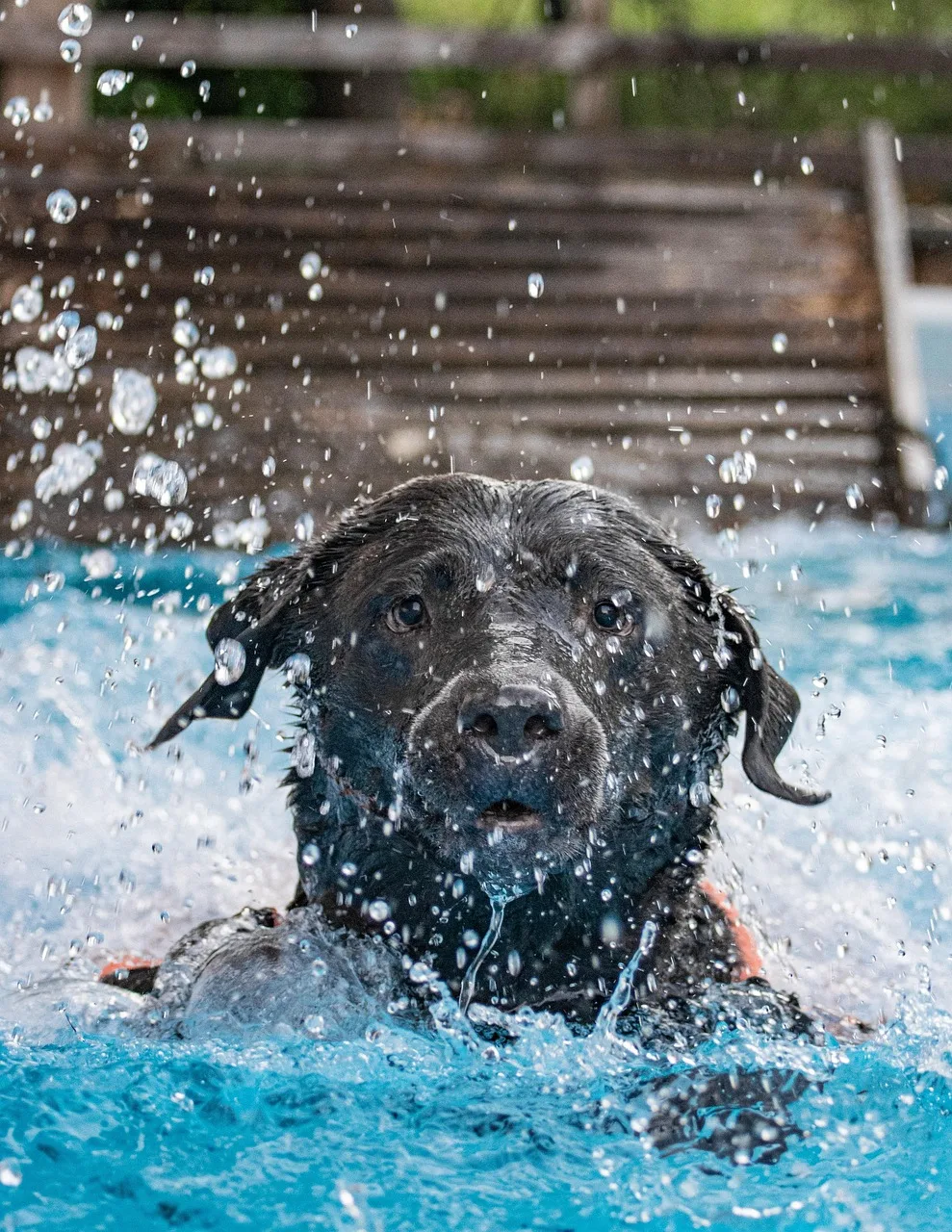 Köpek havuzda su sıçraması - mutlu evcil hayvan
