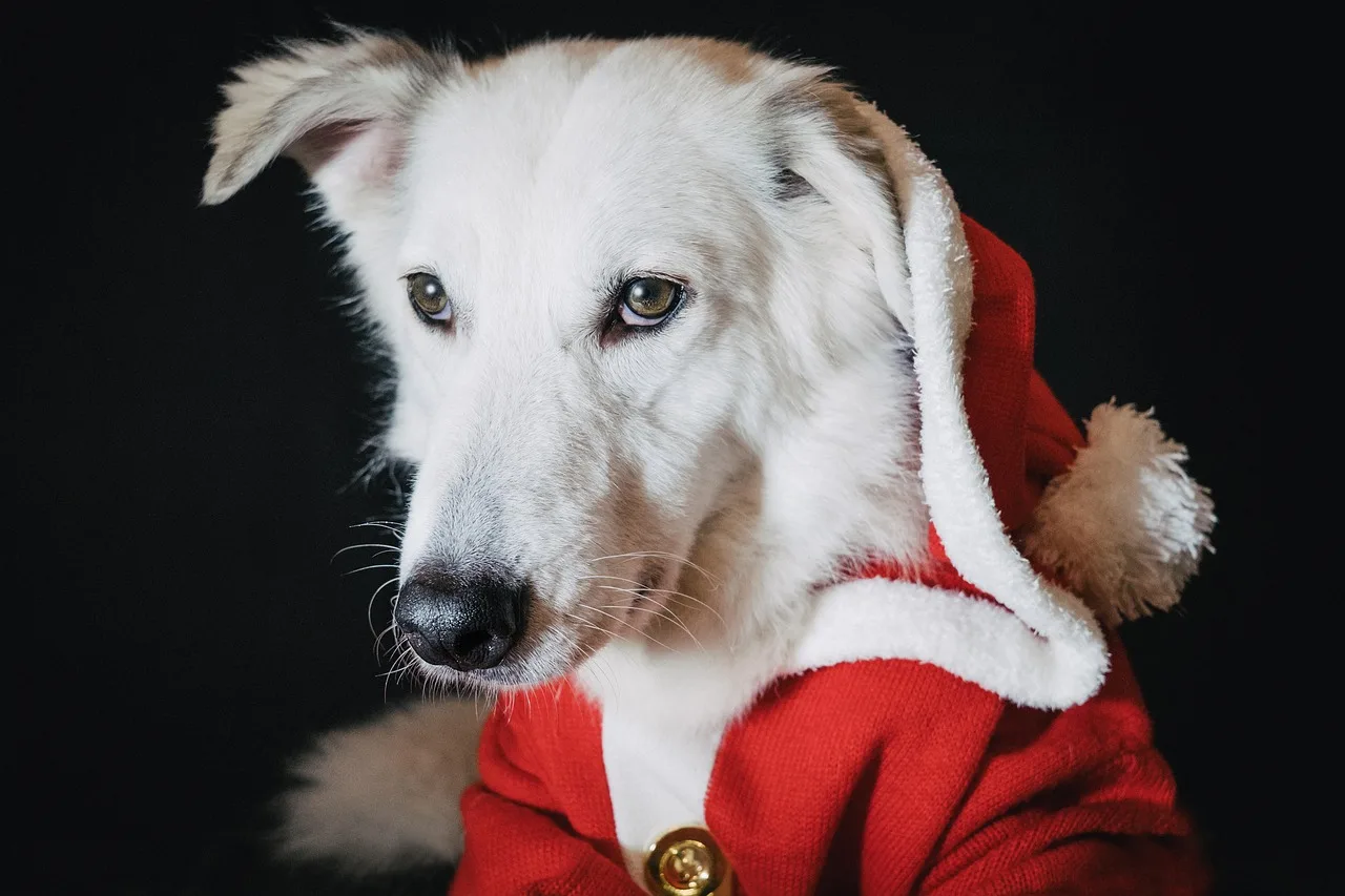 Köpek kış temasıyla neşeli Noel fotoğrafı