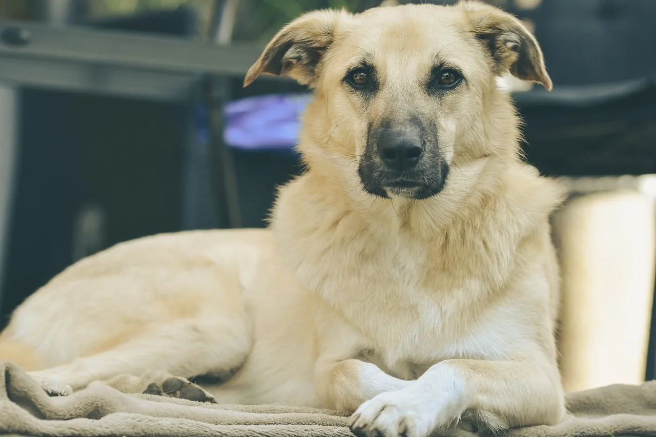 Köpek kısa tüylü yumuşak kürk - rahat ev fotoğrafı
