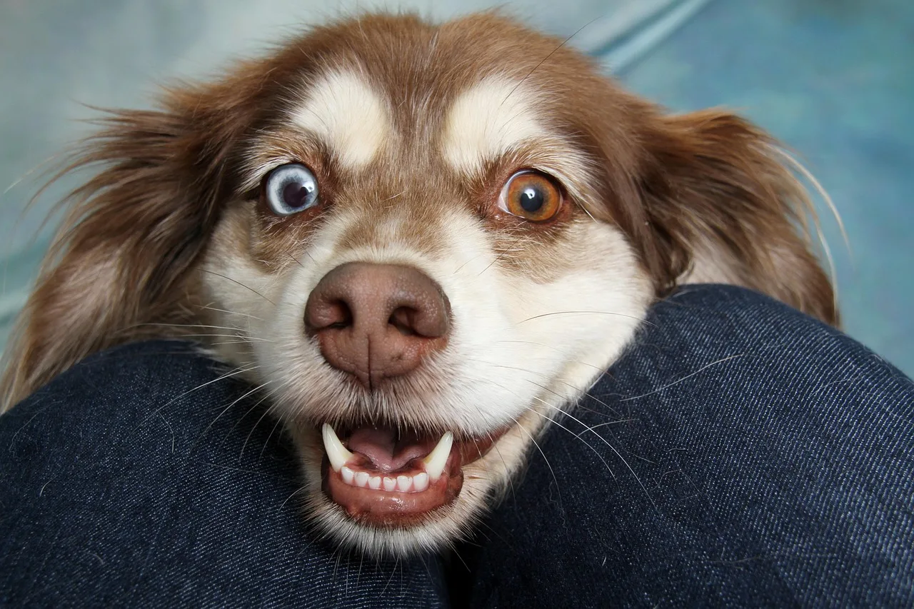 Köpek portre fotoğrafı - sevecen evcil hayvan