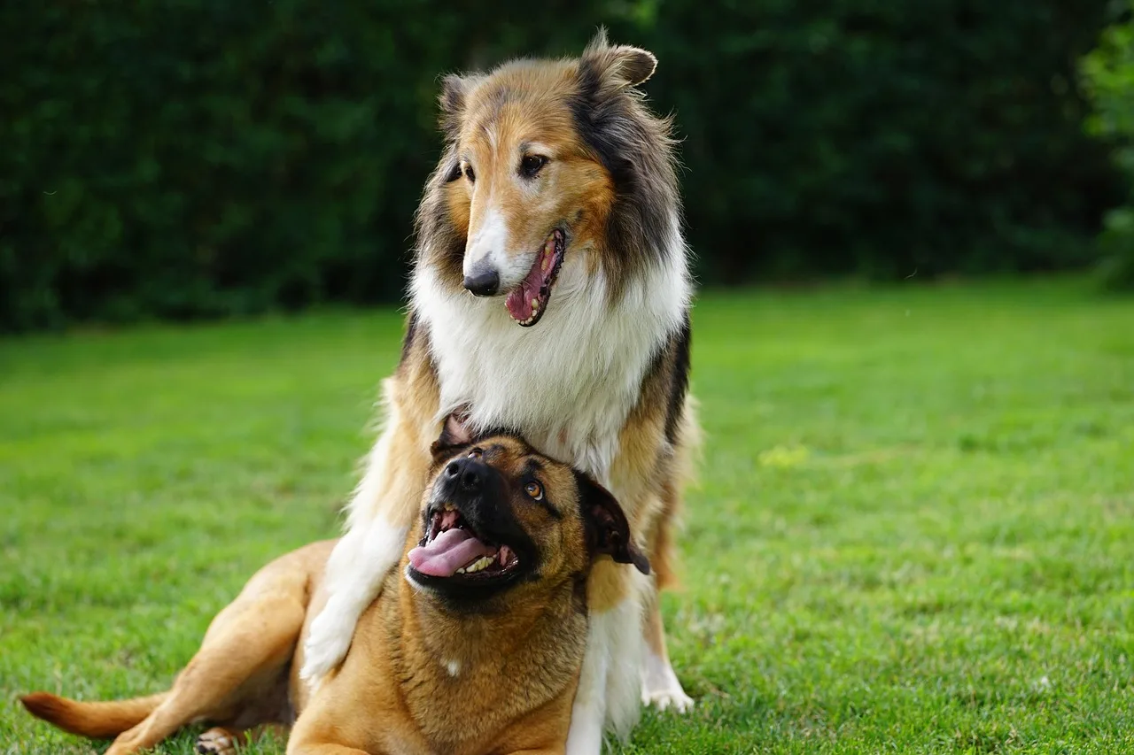 Köpek portresi çimen üzerinde - sevimli hayvan