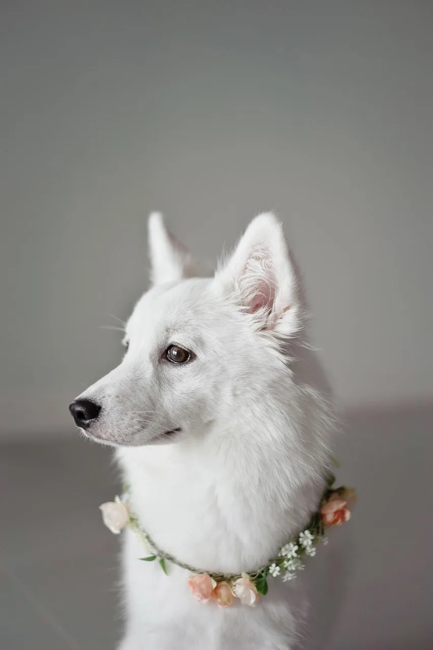Köpek portresi - doğal tüy ve burun