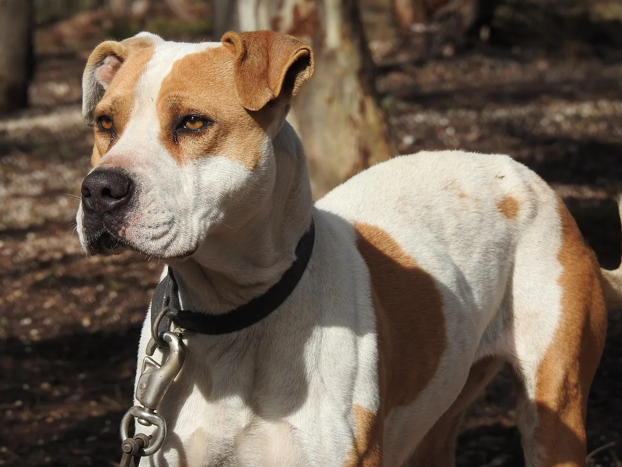 Köpek portresi - kahverengi pitbull bekçi