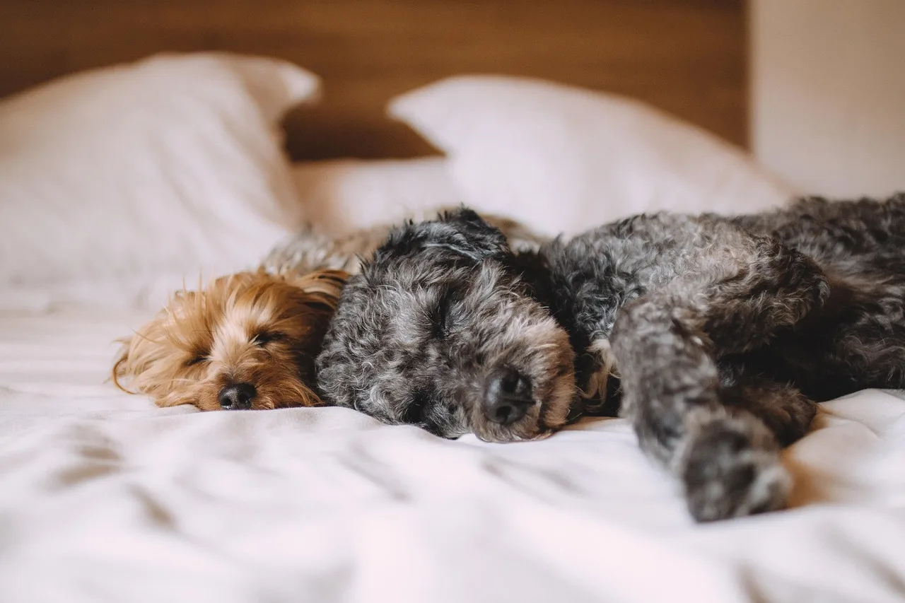 Köpek portresi - uyuyan sevimli evcil hayvan