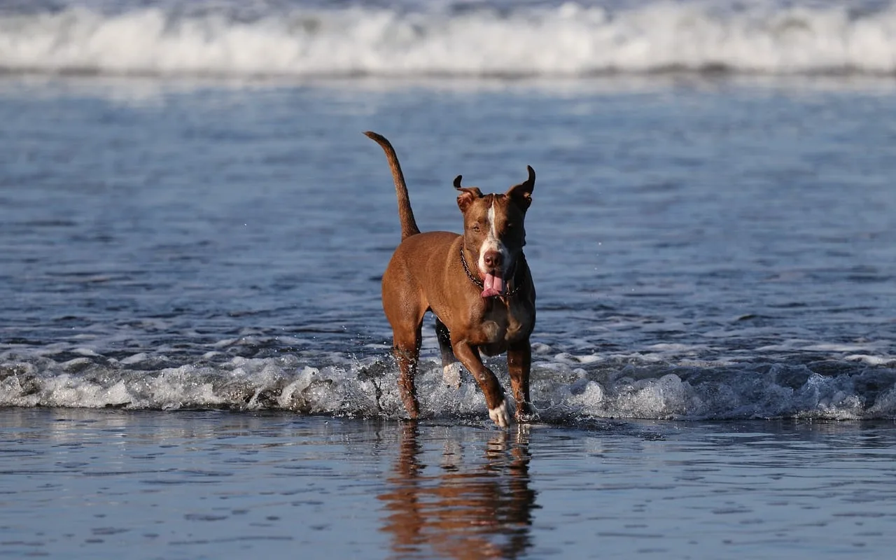 Köpek sahilde oyun oynuyor - neşeli plaj manzarası