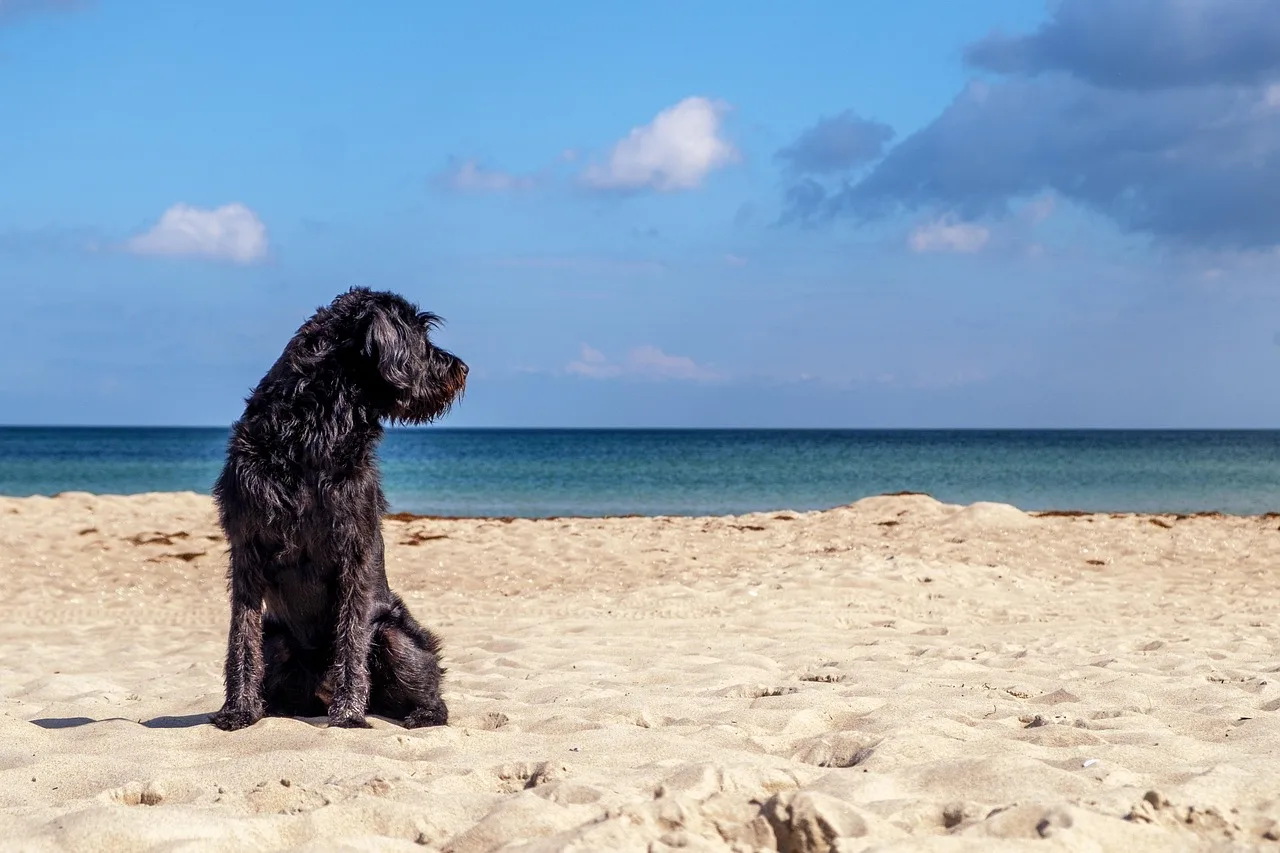 Köpek sahilde yürüyüş - doğa manzarası