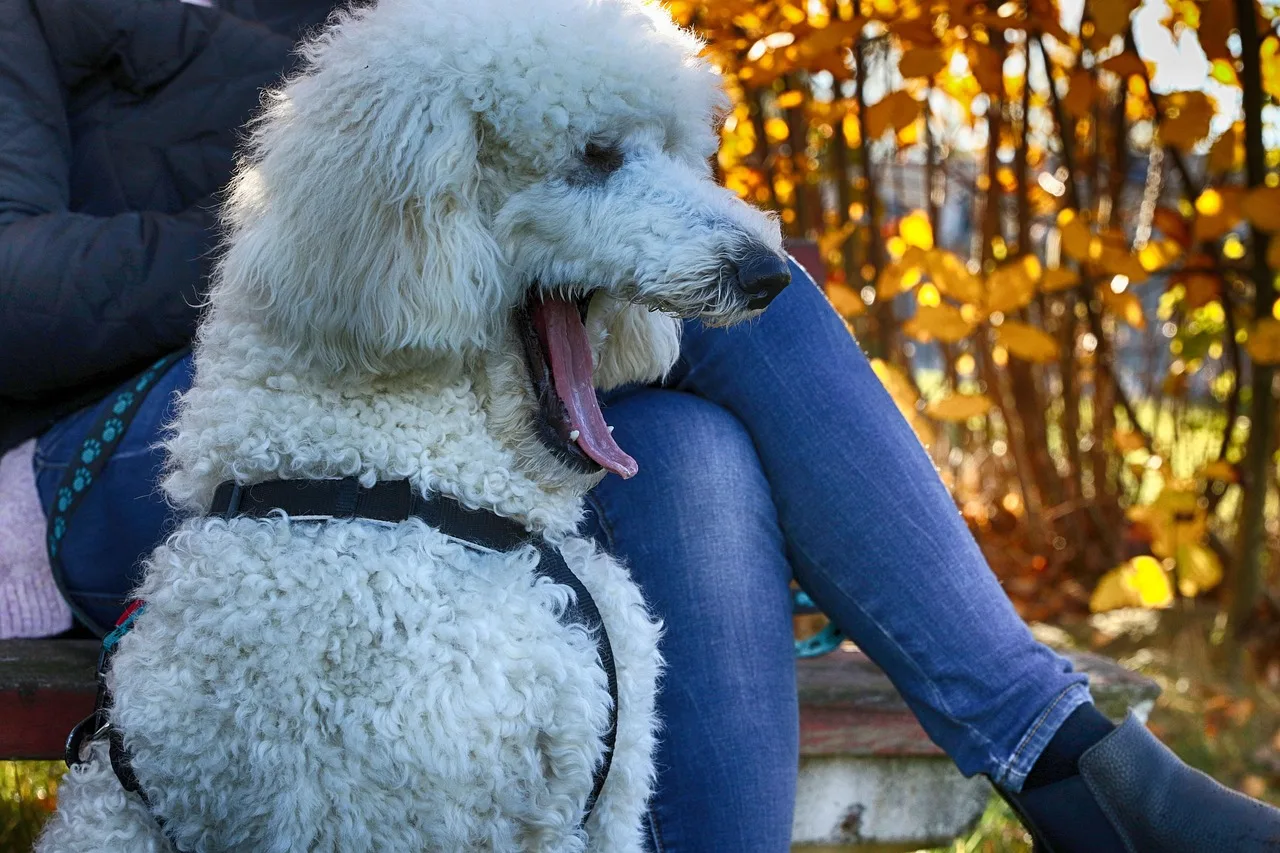 Köpek su birikintısında mavi tonlu portre