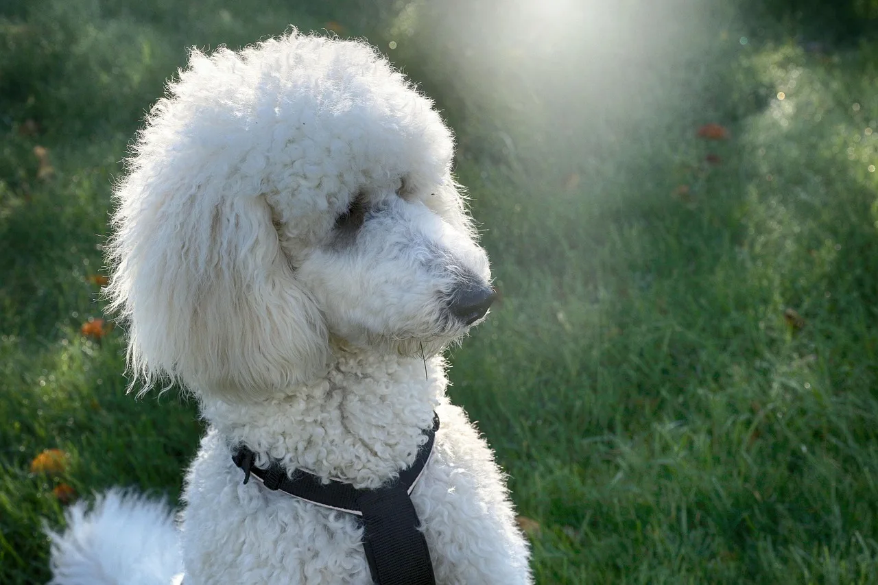 Köpek su birikintısında portre - doğa temalı