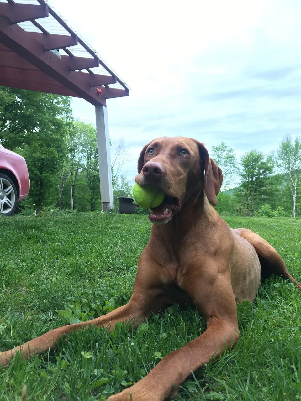 Köpek tenis topu ile dış mekanda oturuyor