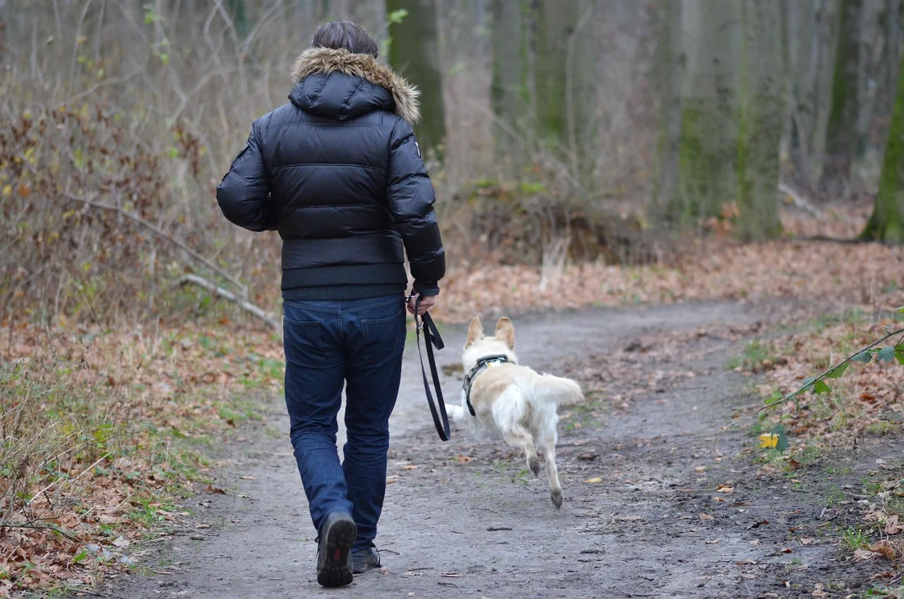 Köpek ve insan ormanda neşeli yürüyüş fotoğrafı