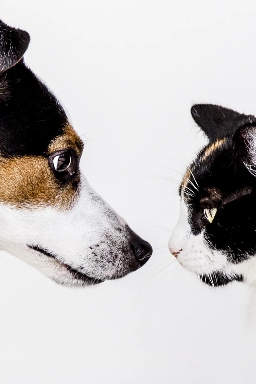 Köpek ve kedi dostluğu - arkadaşlık temalı fotoğraf
