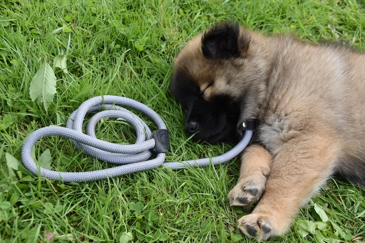 Köpek yavrusu çimen üzerinde uyku portresi