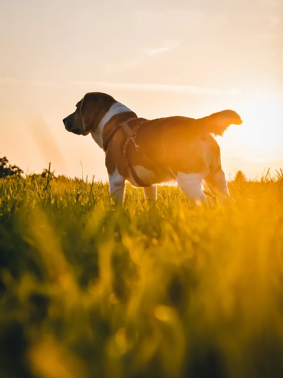 Köpek yavrusu doğa yürüyüşünde - neşeli evcil hayvan
