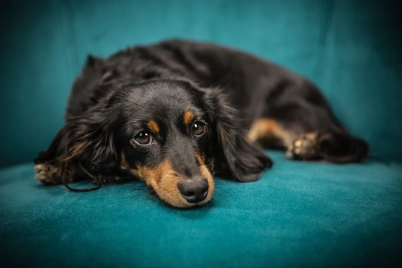 Köpek yavrusu kanepede uzanıyor - evcil hayvan