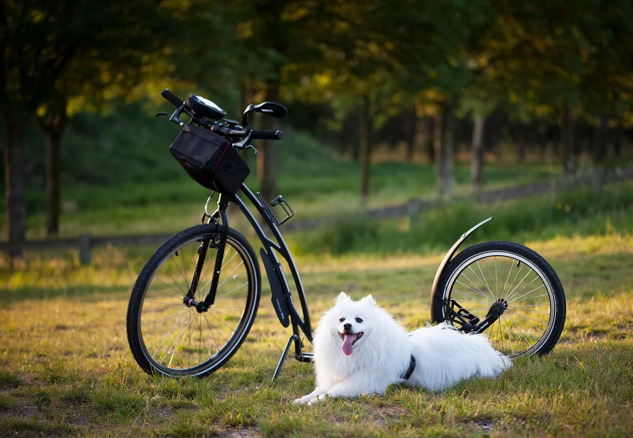 Köpekli scooter bisiklet aktivitesi - dış mekan spor Köpekli scooter bisiklet aktivitesi - dış mekan spor
