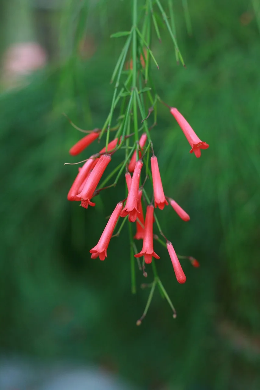Koral çiçekli fıskiye bitkisi - pembe çiçekli doğa fotoğrafı Koral çiçekli fıskiye bitkisi - pembe çiçekli doğa fotoğrafı