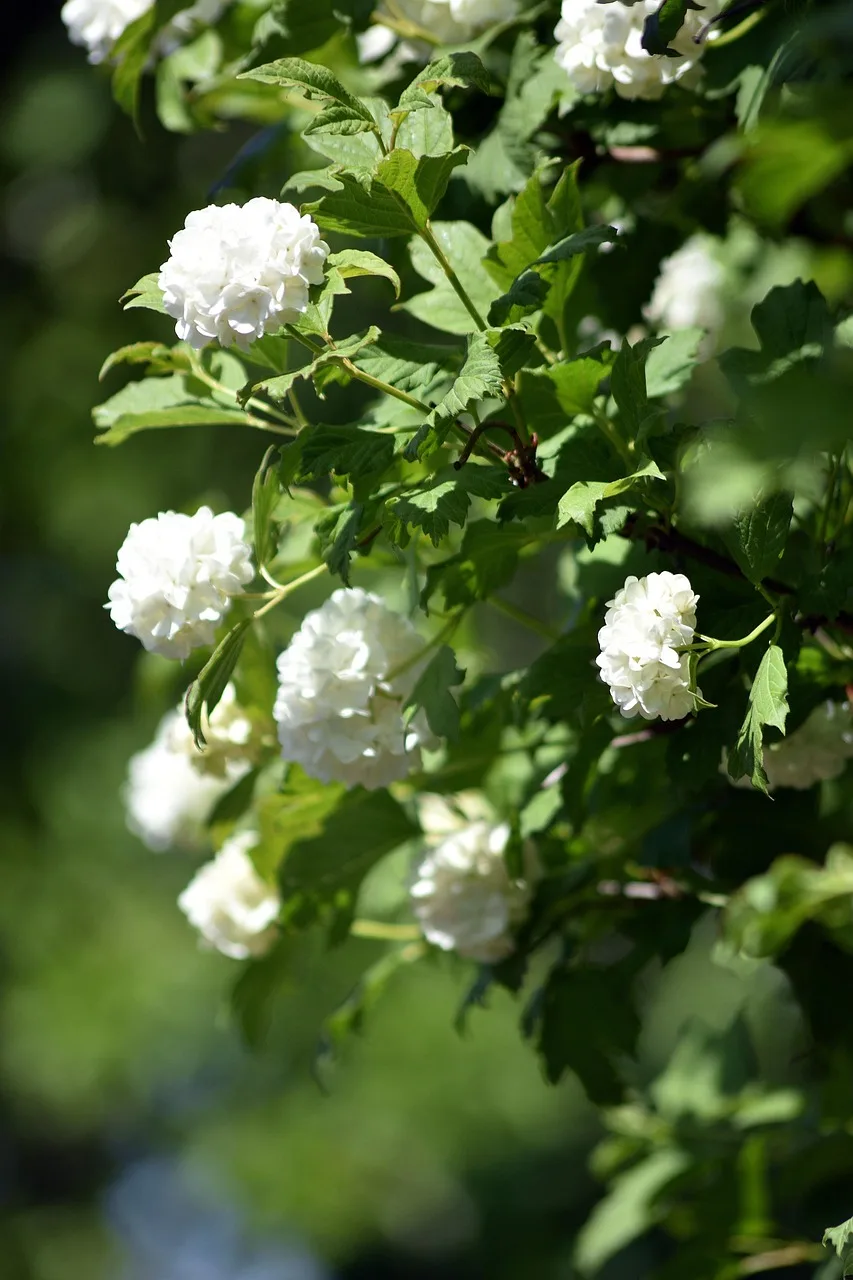 Koral viburnum çalı fotoğrafı - bahçe çiçekleri