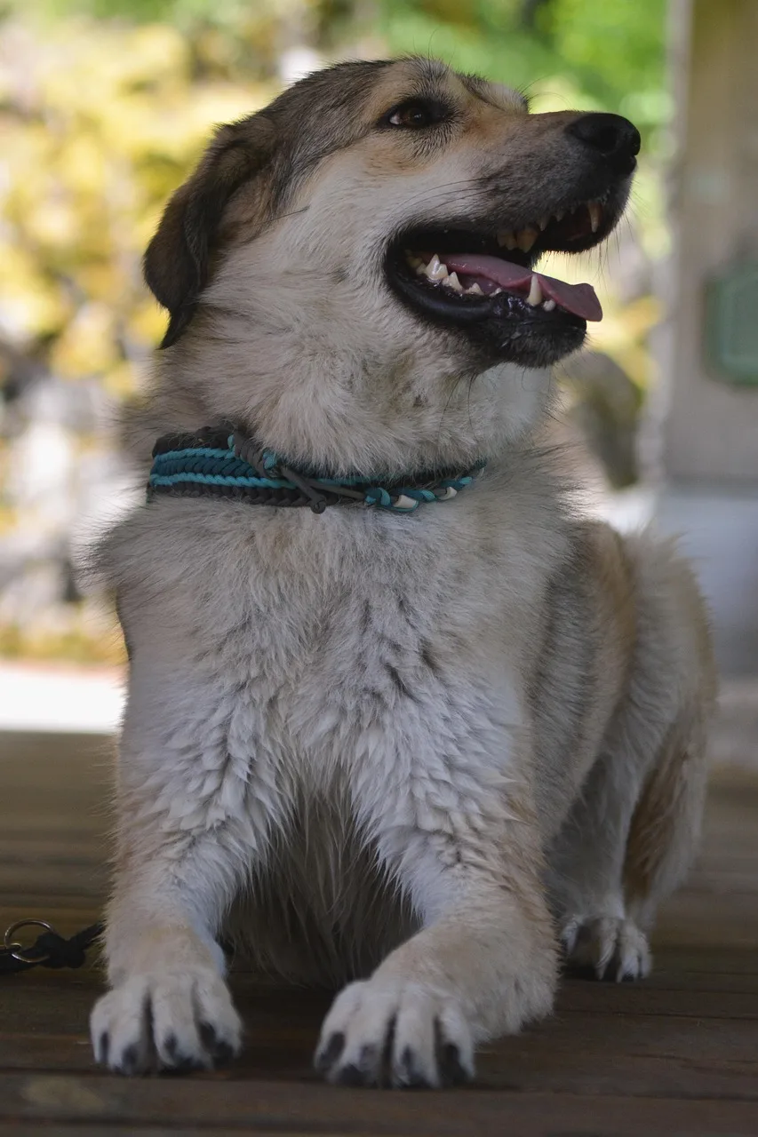 Koruma köpeği çoban köpeği - vahşi kurt köpeği