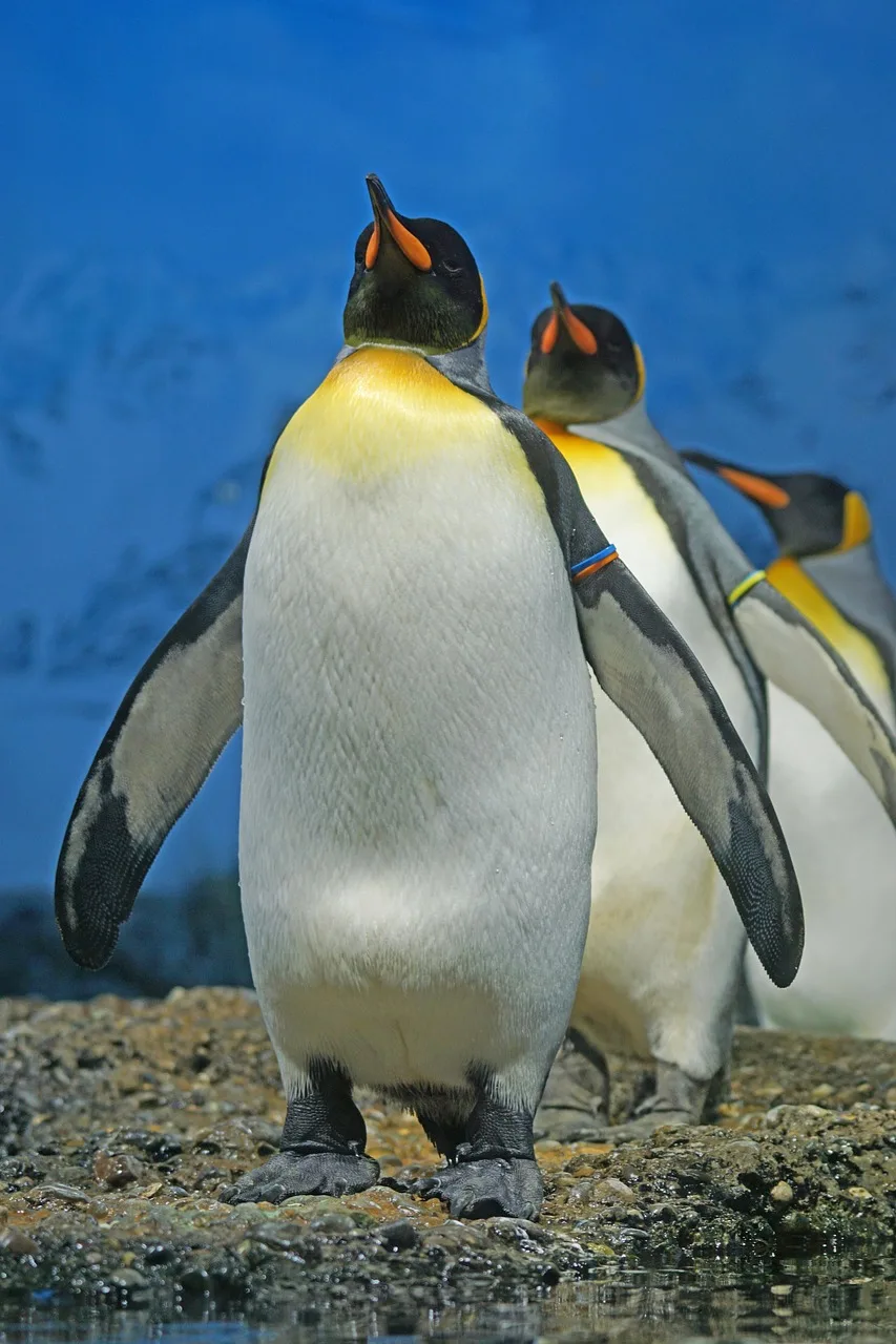 Kral penguen sürüsü su kenarında - doğa fotoğrafı