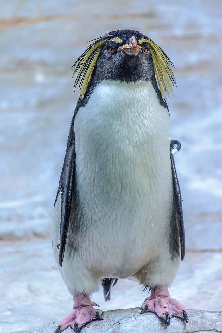 Kral penguen yakın plan fotoğrafı - soğuk doğa