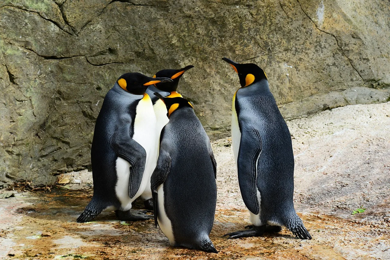 Kral penguenler vahşi doğada doğal ortam fotoğrafı