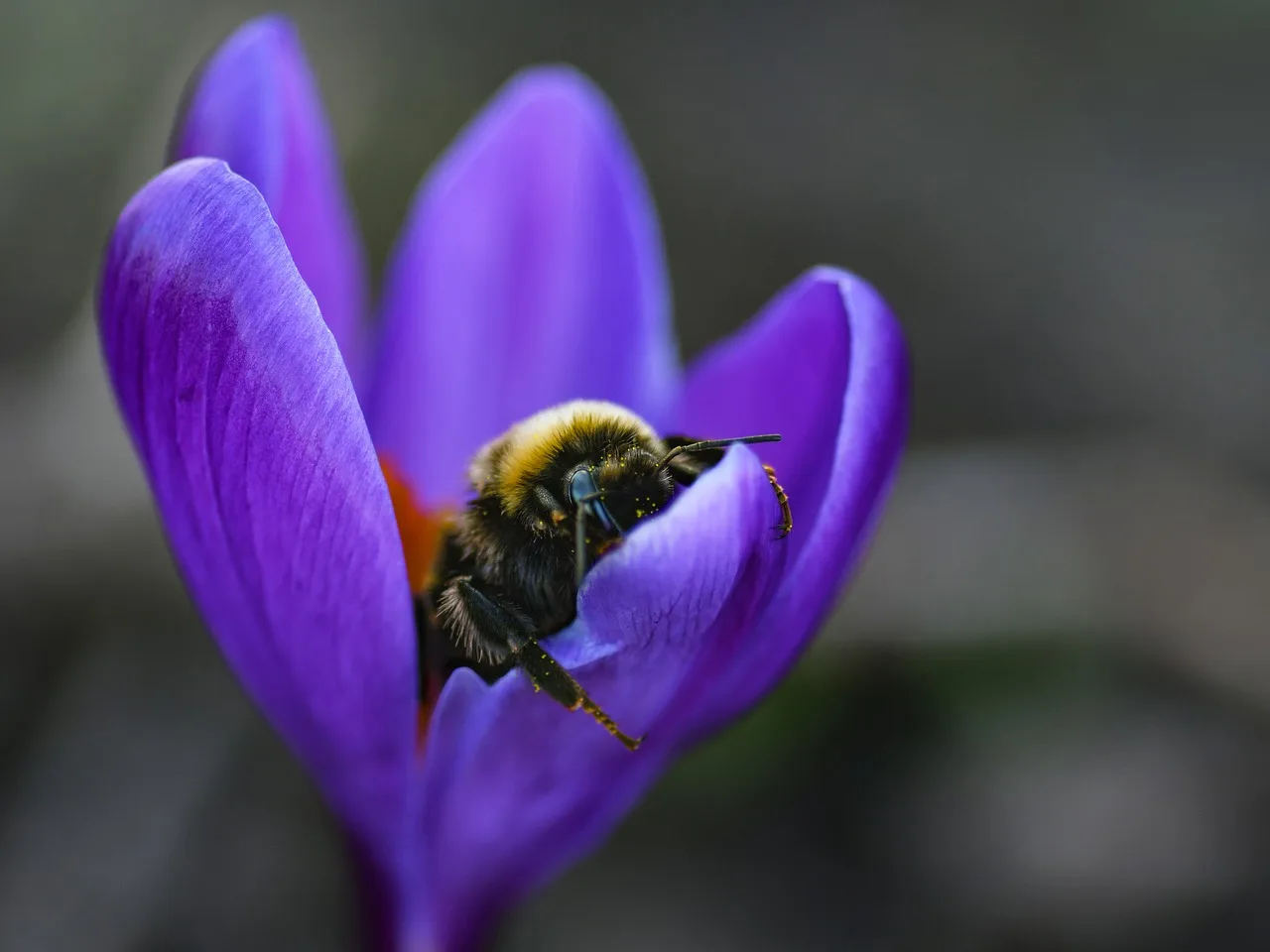 Krokus çiçeği üzerindeki böcek - makro doğa fotoğrafı