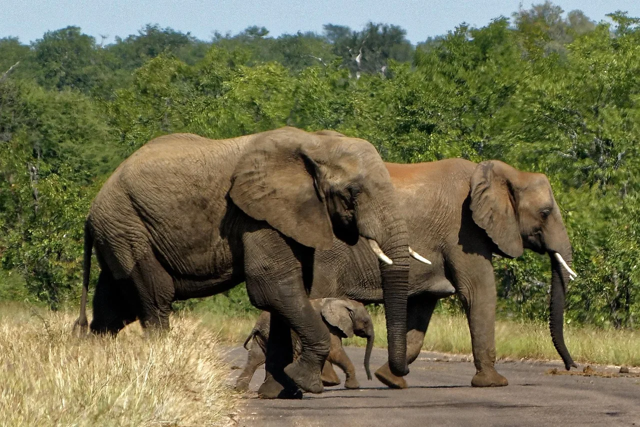 Kruger Park'ta fil sürüsü - Güney Afrika safari fotoğrafı