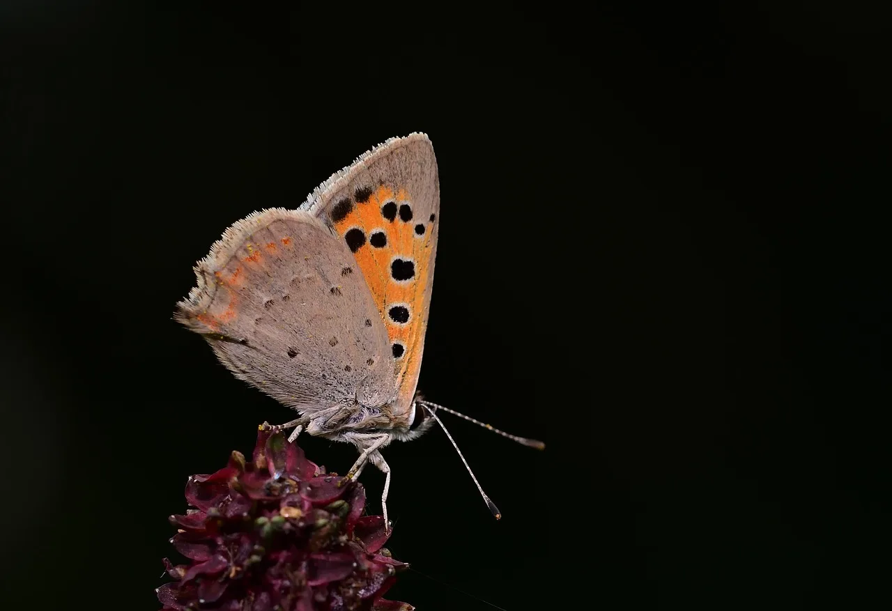 Küçük yanık kelebek makro doğa fotoğrafı