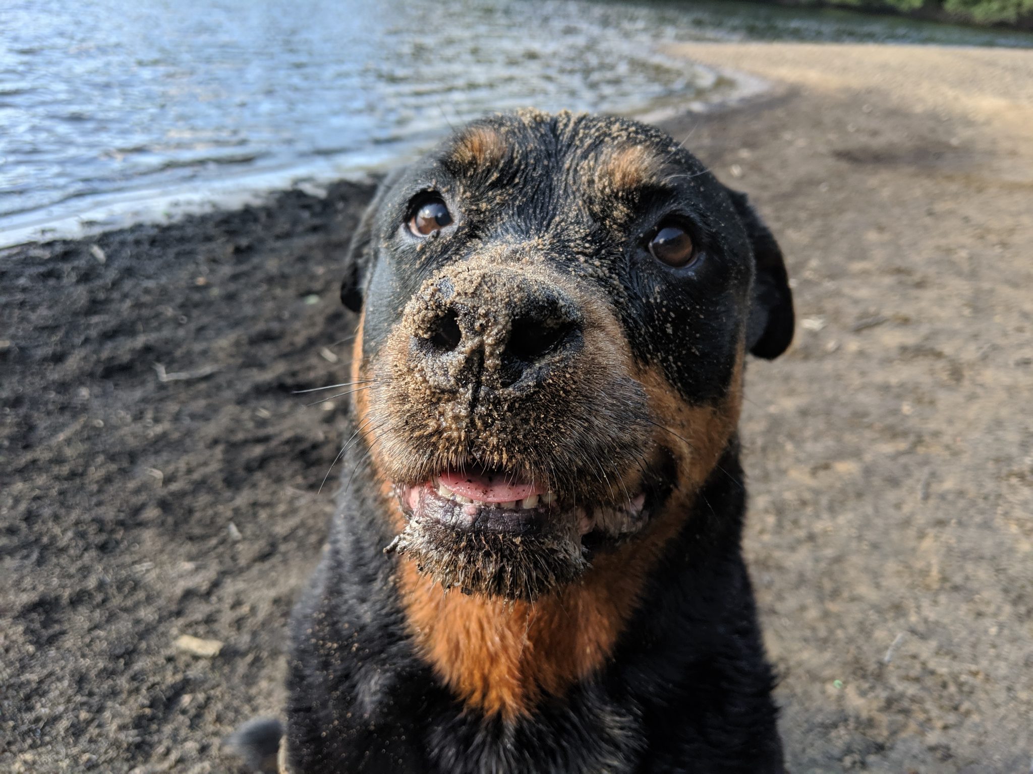 Kum Yüzlü Tatlı Rottweiler Yavrusunun Göl Kenarında Çekilmiş Sevimli Portresi