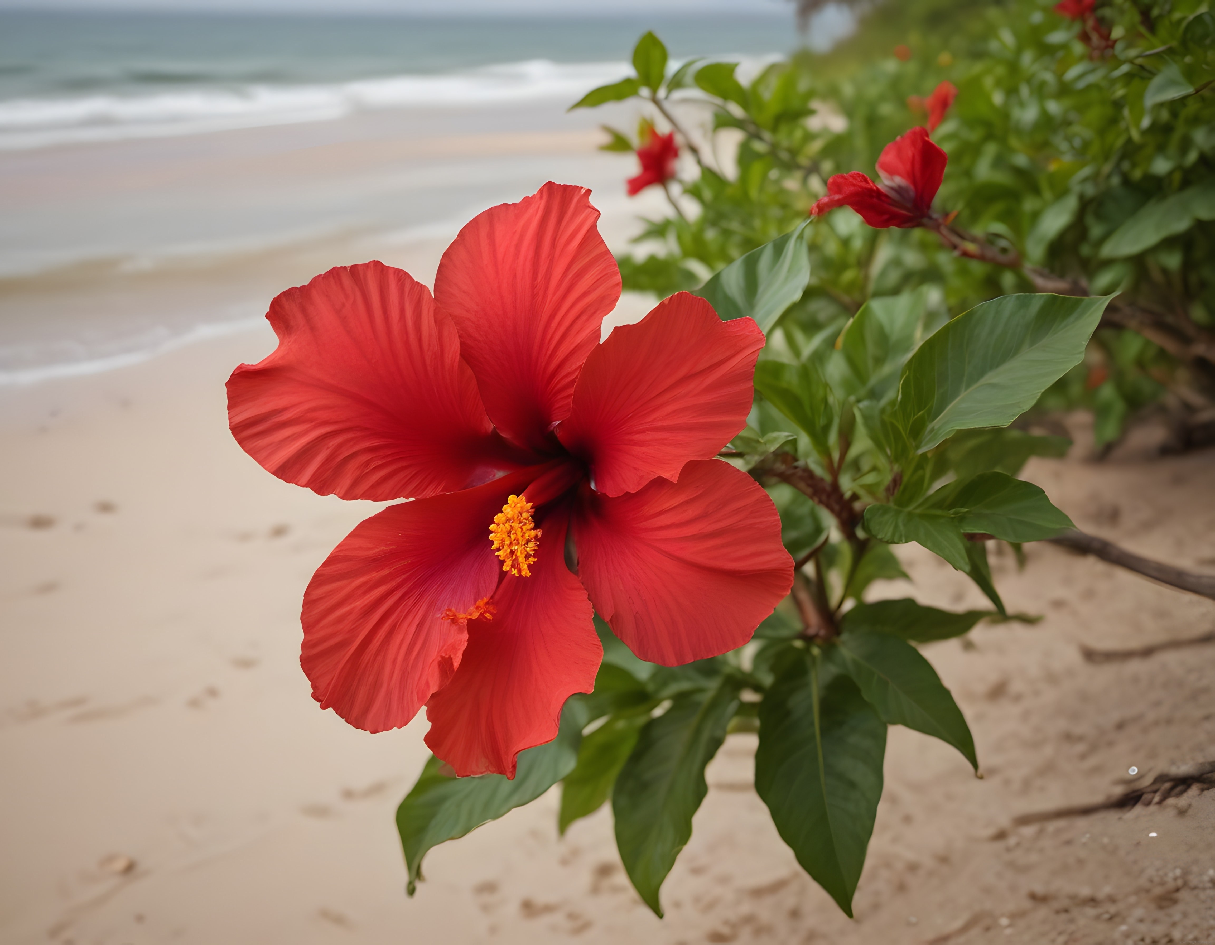 Kumsalda Açan Canlı Kırmızı Hibiskus Çiçeği ve Tropikal Deniz Manzarası